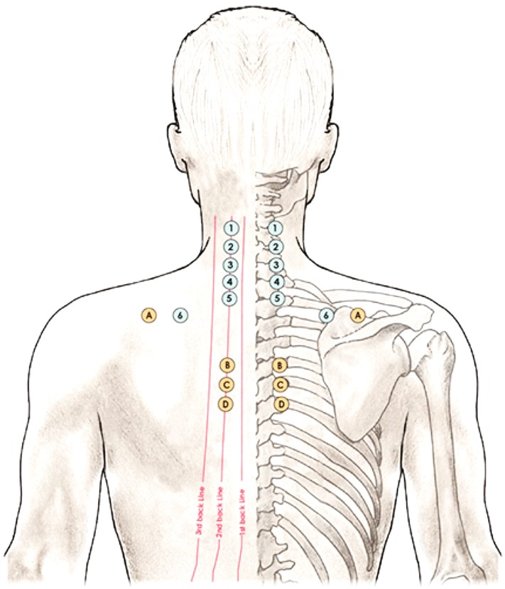 Ortopeedilise teraapia koolitus
